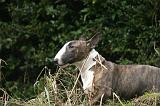 BULL TERRIER MINIATURE 269